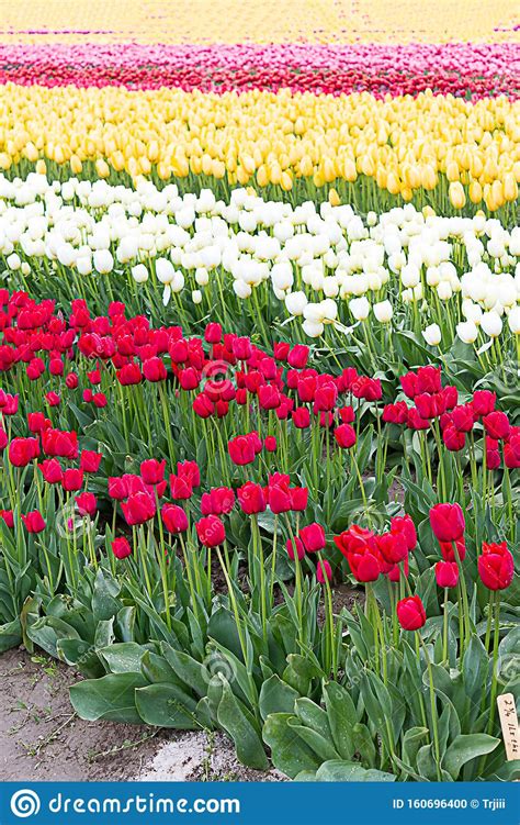 Tulipanes Rojos Blancos Y Amarillos Plantados En Campos De Rayas De