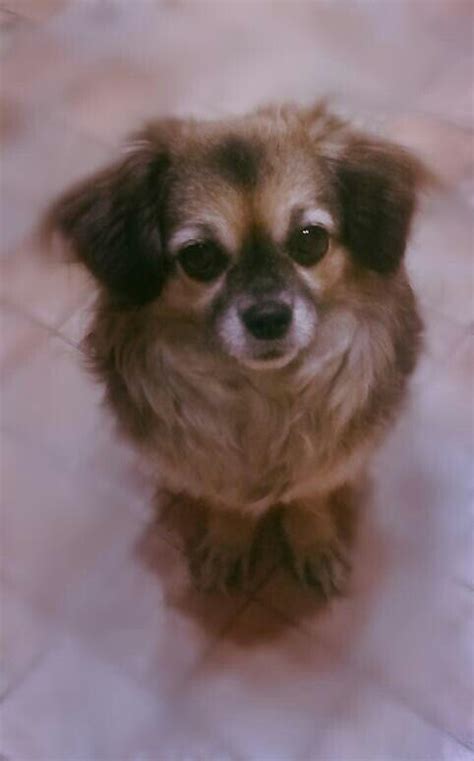Муся♡♥♡♥♡♥ | Animals, Dogs