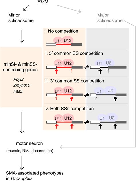 Schematic Of Defective Minor Spliceosome Induced SMA Associated