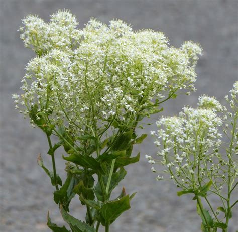 Hoary Cress Naturespot