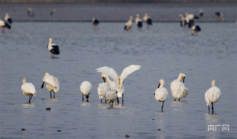 江西鄱阳湖：湿地成越冬候鸟乐园央广网