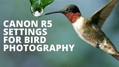 Best Canon R Settings For Bird Photography Tips