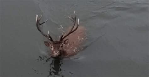 Les images de la honte en pleine ville un cerf traqué par des