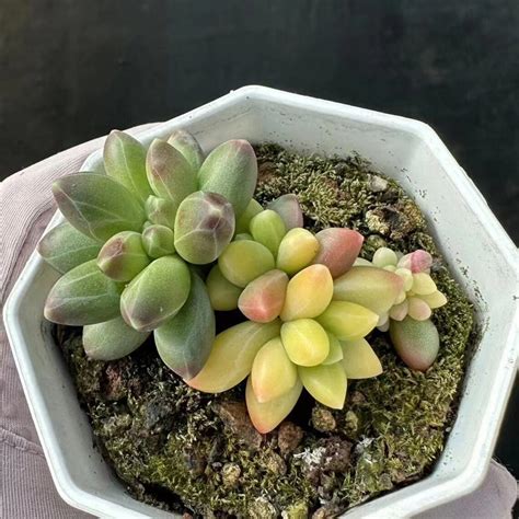 Rare Succulent Pachyphytum Compactum Variegated Mini Cluster Etsy