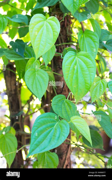 Green Betel Leaf Fresh Piper Betle Stock Photo Alamy