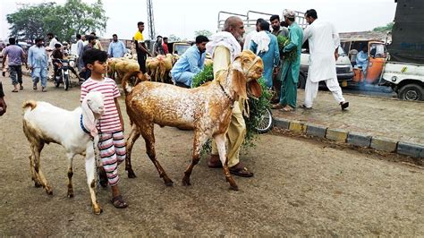 Live Soda Kitne Ka Liya Bakra Eid 2023 Mazhar Biba Official YouTube