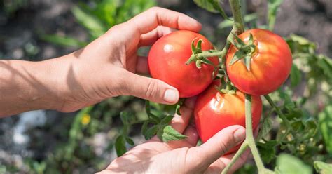 7 Tips For Harvesting Tomatoes Like A Pro