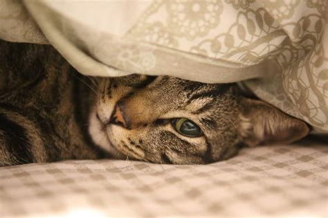 Why Do Cats Suck On Blankets And Possible Solutions