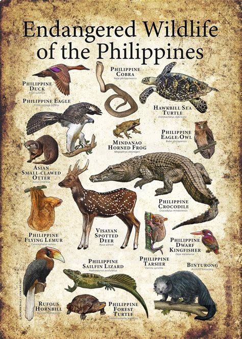 Endangered Wildlife of the Philippines Poster