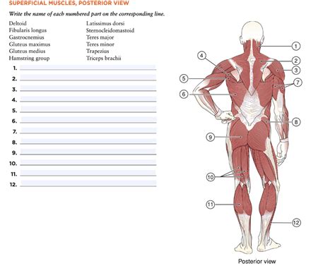 Solved Superficial Muscles Posterior View Write The Name Of Chegg