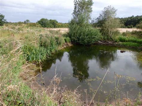 swift pond ghost ponds resurrecting lost ponds  species