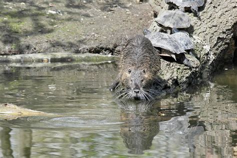 Satwa Nutria Hewan Pengerat Foto Gratis Di Pixabay Pixabay