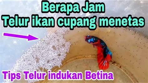 Berapa Lama Telur Ikan Cupang Menetas Youtube