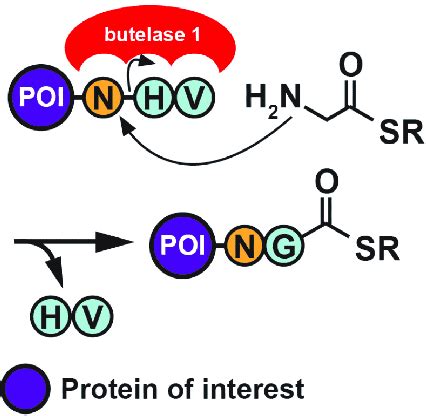 Preparation Of Protein Thioester By Butelase Mediated Ligation Protein