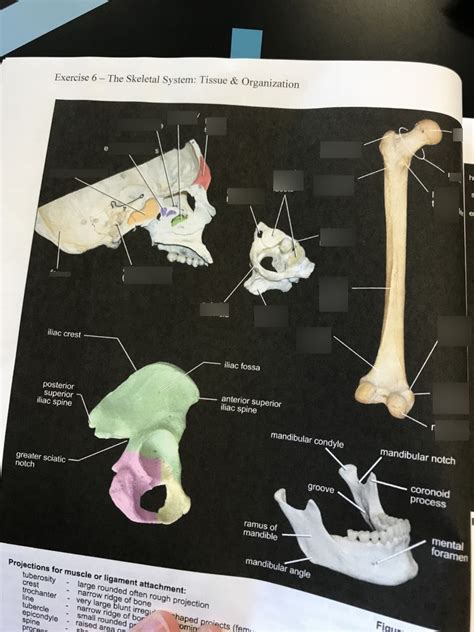 Bone Markings Diagram Quizlet