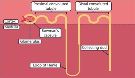 5 1 2 Excretion As An Example Of Homeostatic Control Flashcards Quizlet