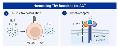 Role And Potential Of Different T Helper Cell Subsets In Adoptive Cell Therapy