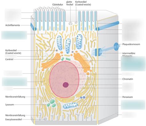 Schaubild Zellorganellen Quizlet