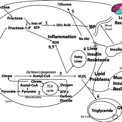 Hepatic fructose metabolism. In contrast to glucose, fructose induces ...