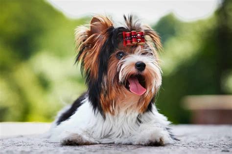 Biewer Terrier Haircuts: Top 4 Fashionable Hairstyles