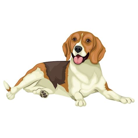 Beagle Illustration Premium Vector