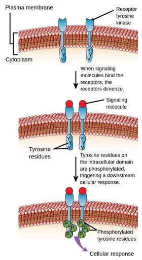 Receptor Tyrosine Kinase Rtk Labster