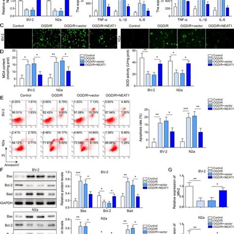 Expression Of Lncrna Neat And Mfn In Ogd R Induced Cell Model The