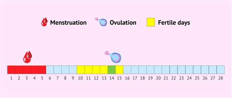 How Do Ovulation Calculators Work Out Your Most Fertile Period