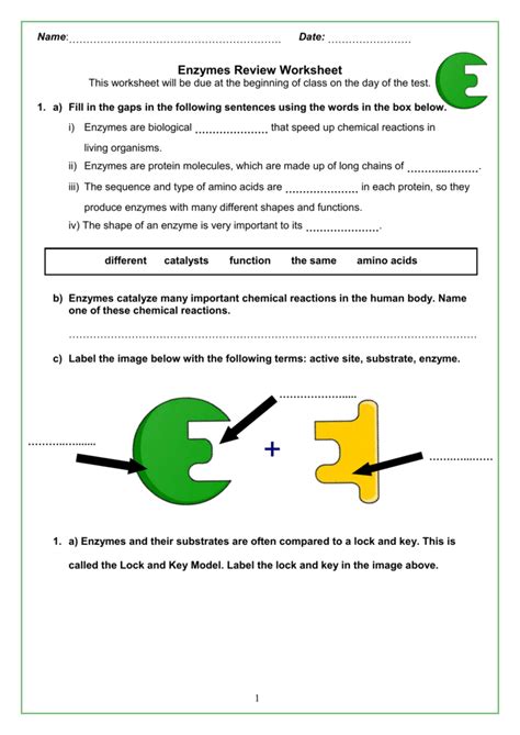 Enzymes Worksheet