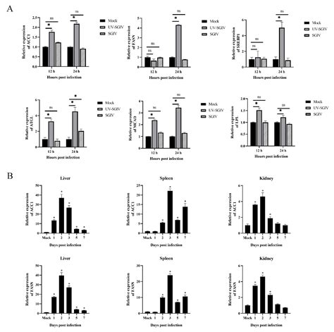 Viruses Free Full Text Sgiv Induced And Exploited Cellular De Novo