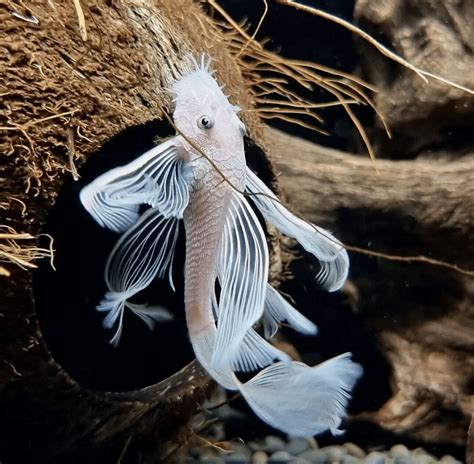 SNOW WHITE LONDFIN BRISTLENOSE PLECO 3 CM ANCISTRUS SPES CATFISH ALGAE