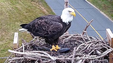 Bald Eagle visits Middle Farms osprey nest – Henry L. Ferguson Museum