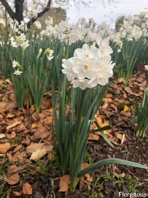 How To Plant Grow And Care For The Paperwhite Narcissus Florgeous