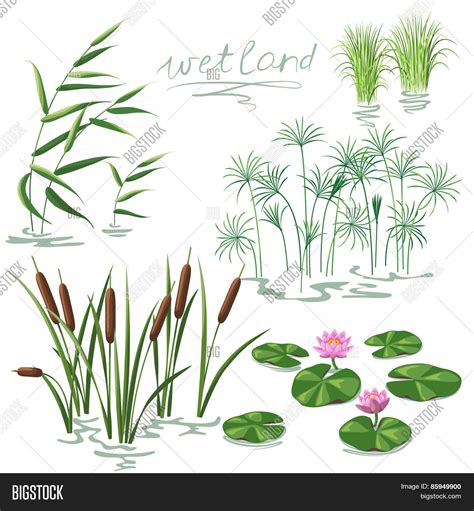 Wetland Plants Set Vector & Photo (Free Trial) | Bigstock