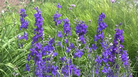 10minutes2relax Purple Field Flowers Creative Commons Attribution