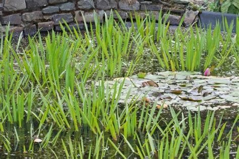 Schönes Für Den Gartenteich Schwimmende Wasserpflanzen Das Grüne