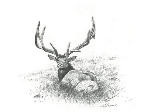 Rocky Mountain Bull Elk Drawing By Sarah Bevard Pixels