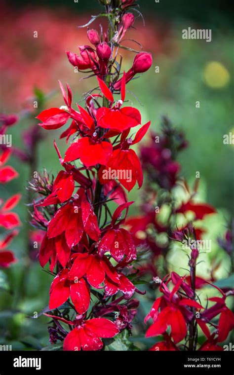 Flores Rojas Tubulares Fotografías E Imágenes De Alta Resolución Alamy