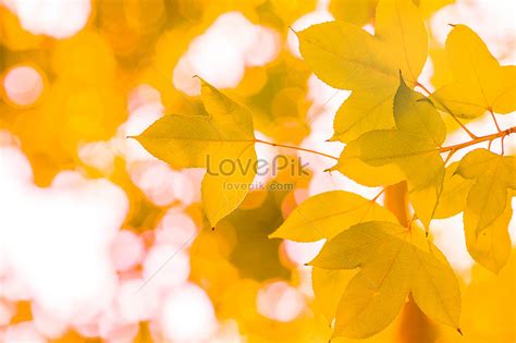 Autumn scenery creative image_picture free download 501035910_lovepik.com