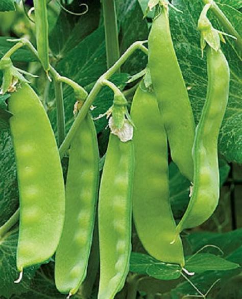 Organic Heirloom Oregon Giant Pea Seeds Large Podded Snow Etsy