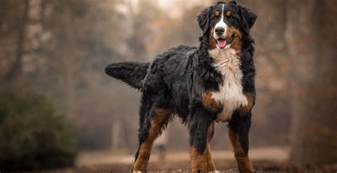 Bernese Mountain Dog Guide (Size & Breed Characteristics)