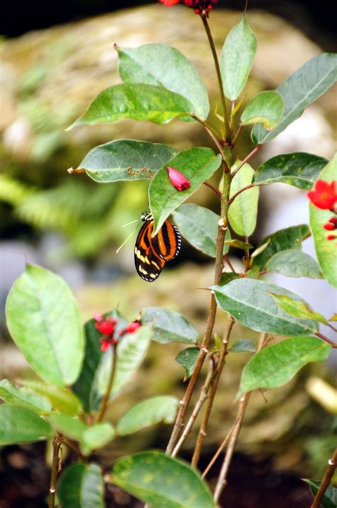 Butterflies at Fairchild Tropical Botanical Gardens : Miami | Visions ...