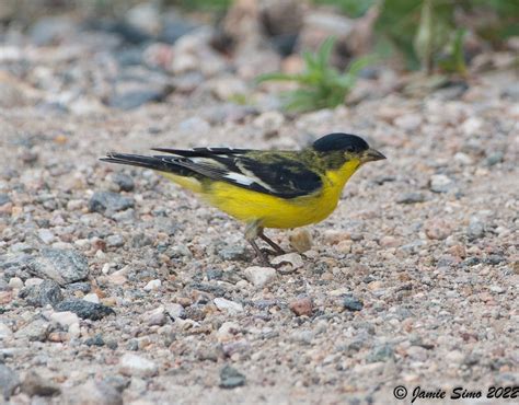 Lesser Goldfinch Ironekilz Flickr