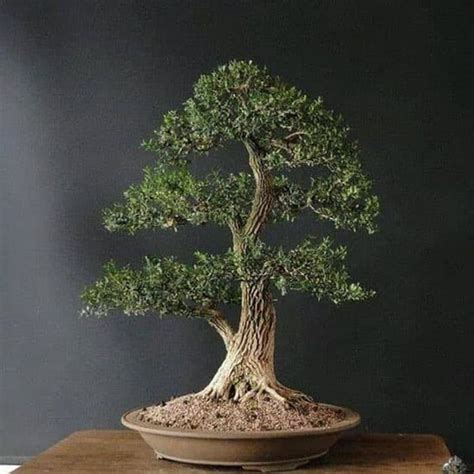 Jual Boksus Tanaman Bahan Bonsai Yang Bagus Untuk Pemula Dan