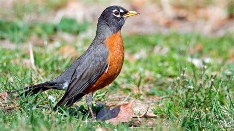 American Robin | American robin, Bird, Backyard birds watching