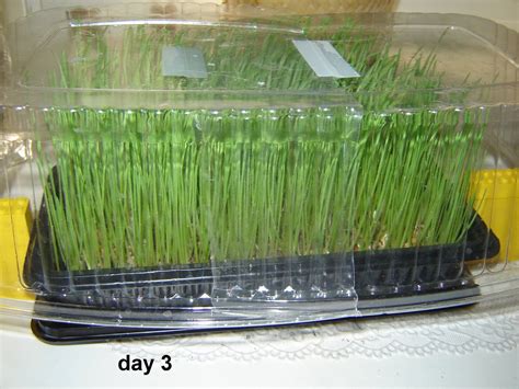 Grow Your Own Wheatgrass 7 Steps With Pictures Instructables