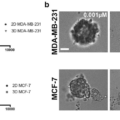 Diffusion Of Doxorubicin Within 3d Cell Cultures For Mda Mb 231 And