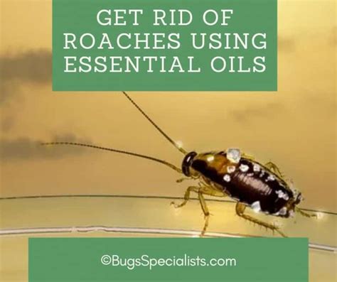 How To Get Rid Of Roaches Using Essential Oils Pest Control Heroes