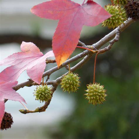 Sweetgum Tree Liquidambar Styraciflua Worplesdon Roots Plants