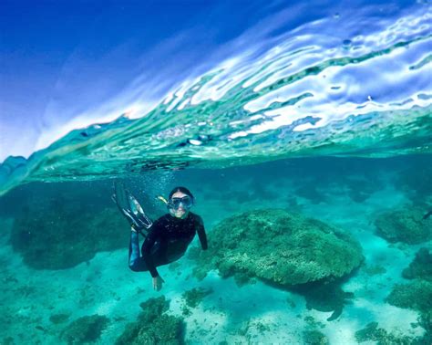 Ultimate Guide To Swimming With Whale Sharks Ningaloo Reef Wa